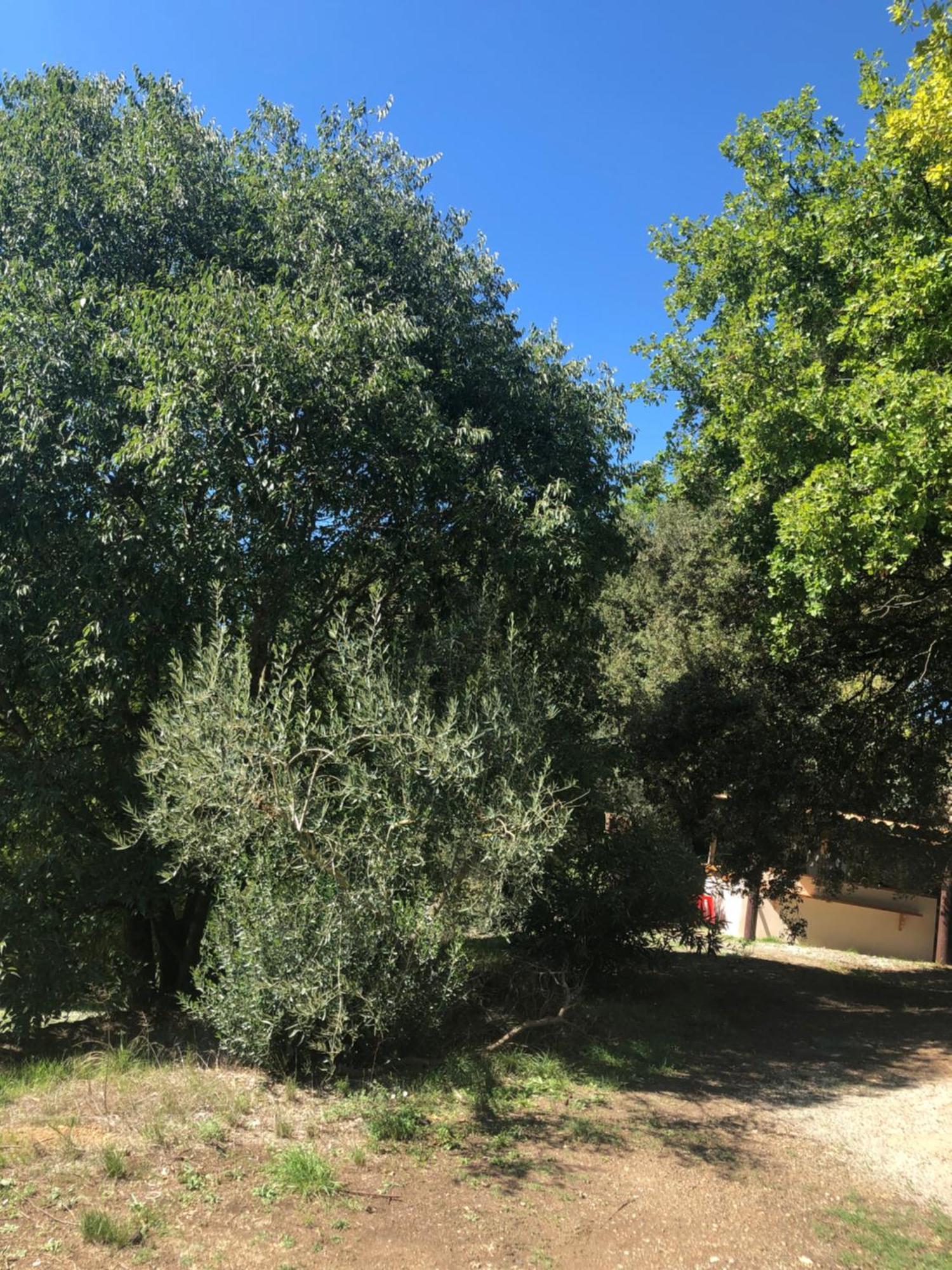 L'Olivier Fleurie Barjols Vila Exterior foto